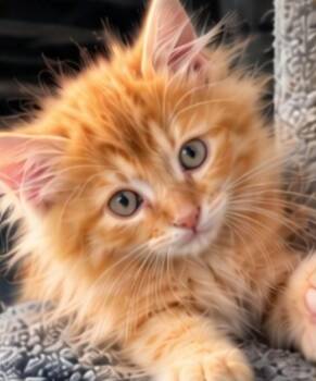 Walter -  Domestic Medium Hair Cat for Adoption in Sioux Falls, South Dakota - Walter | PetCurious