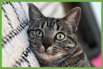Wolfie -  Domestic Short Hair Cat for Adoption in Amherst, Massachusetts - Wolfie | PetCurious