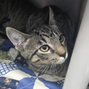 Decatur 26-0680 -  Domestic Short Hair Cat for Adoption in Yanceyville, North Carolina - Decatur 26-0680 | PetCurious