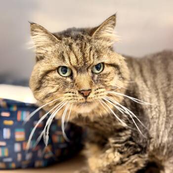 Prada -  Domestic Long Hair Cat for Adoption in Stafford Township, New Jersey - Prada | PetCurious