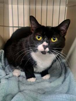 OREO -  Domestic Short Hair Cat for Adoption in Easton, Maryland - OREO | PetCurious