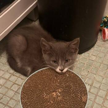 Catrick Swayze -  Domestic Short Hair Cat for Adoption - Catrick Swayze | PetCurious