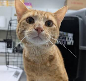 Oranges -  Domestic Short Hair Cat for Adoption in Des Moines, Iowa - Oranges | PetCurious