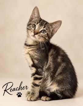 Reacher -  Domestic Short Hair Cat for Adoption in Pawleys Island, South Carolina - Reacher | PetCurious