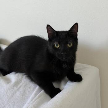 Albert Einstein -  Domestic Short Hair Cat for Adoption in Buffalo, New York - Albert Einstein | PetCurious
