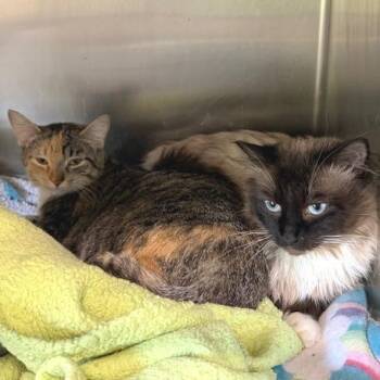Domestic Medium Hair and Himalayan Cats Available for Adoption in Cumming, Georgia - Duke | PetCurious