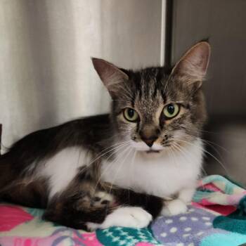 Little Thing -  Domestic Long Hair Cat for Adoption in Fort Wayne, Indiana - Little Thing | PetCurious