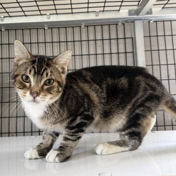 Bobble -  Domestic Short Hair Cat for Adoption in Oconto, Wisconsin - Bobble | PetCurious