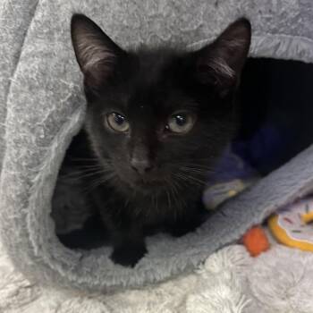 Noir -  Domestic Short Hair Cat for Adoption in Westhampton, New York - Noir | PetCurious