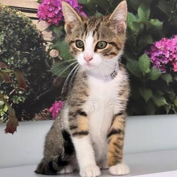 Ruben -  Domestic Short Hair Cat Available for Adoption in Syosset, New York - Ruben | PetCurious