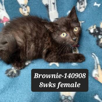 Brownie -  Domestic Short Hair Cat for Adoption in New Tazewell, Tennessee - Brownie | PetCurious