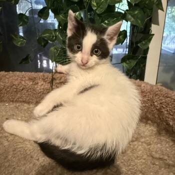 Tiki -  Domestic Short Hair Cat Available for Adoption in Jupiter, Florida - Tiki | PetCurious