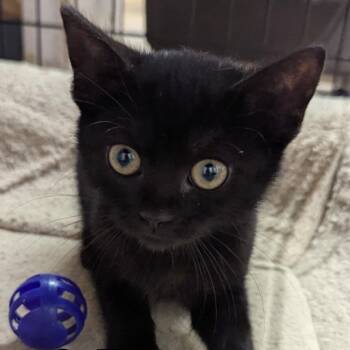 Rescue Domestic Short Hair Cats for Adoption in Hollister, Missouri - Rebel | PetCurious