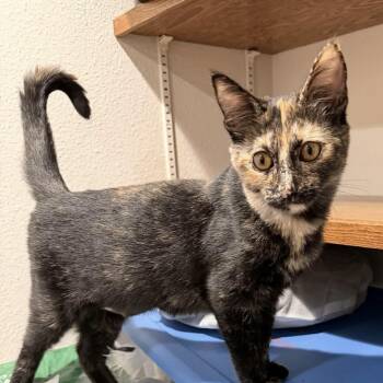 Bugle -  Domestic Short Hair Cat for Adoption in Gladstone, Oregon - Bugle | PetCurious