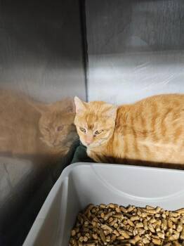 Sherbert -  Domestic Short Hair Cat for Adoption in Huntington, Indiana - Sherbert | PetCurious