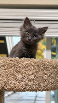 Turtle -  Domestic Medium Hair Cat for Adoption in Millcreek, Utah - Turtle | PetCurious