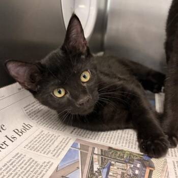 Kimi -  Domestic Short Hair Cat for Adoption in Marshall, Virginia - Kimi | PetCurious