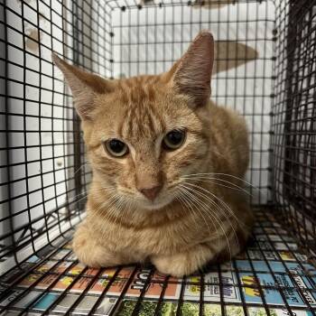 Chef -  Domestic Short Hair Cat for Adoption in Edinburg, Texas - Chef | PetCurious