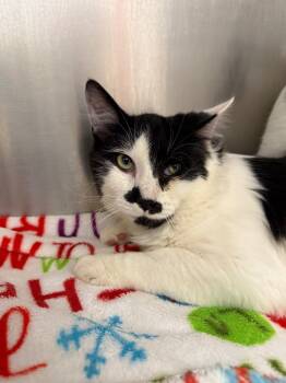 Rescue Domestic Short Hair Cats for Adoption in Grants Pass, Oregon - Mimosa | PetCurious