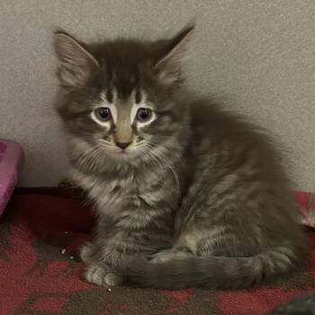 Sunny Side Up -  Domestic Short Hair Cat for Adoption in Mason City, Iowa - Sunny Side Up | PetCurious