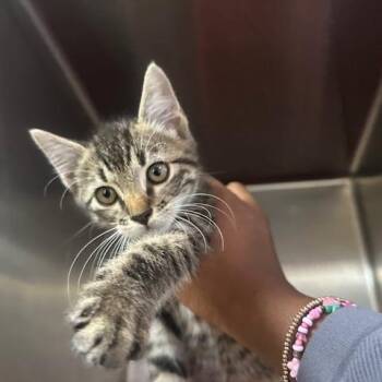 Trigger -  Domestic Short Hair Cat for Adoption in Enterprise, Alabama - Trigger | PetCurious