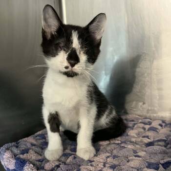 Domestic Short Hair Cats Available for Adoption - Zion | PetCurious