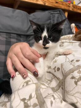 Oreo -  Domestic Short Hair Cat for Adoption in Detroit, Michigan - Oreo | PetCurious