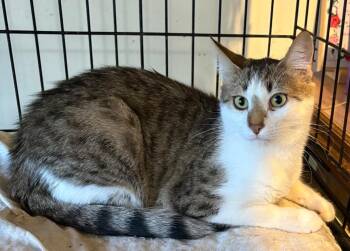 Rescue Domestic Short Hair Cats for Adoption in Saint Regis Falls, New York - Kendrick | PetCurious