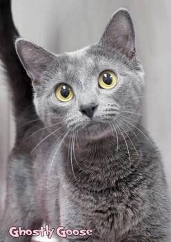 Domestic Short Hair Cats Available for Adoption in Mason, Michigan - Ghostly Goose | PetCurious