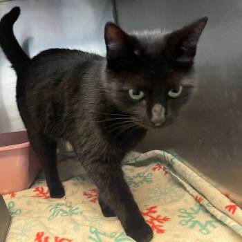 Domestic Short Hair Cats Available for Adoption - Rhea | PetCurious