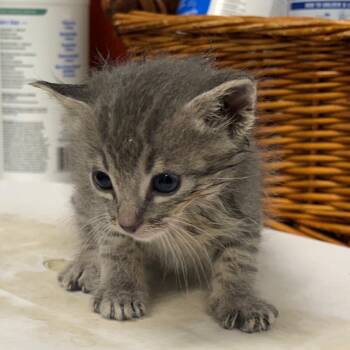 Domestic Short Hair Cats Available for Adoption in Milton, Florida - Chad | PetCurious