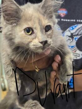 Durant -  Domestic Long Hair Cat for Adoption in Cambridge, Maryland - Durant | PetCurious
