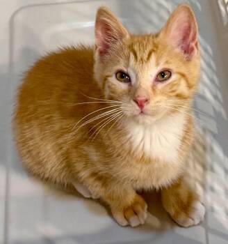 Clifford -  Domestic Short Hair Cat for Adoption in Beckley, West Virginia - Clifford | PetCurious