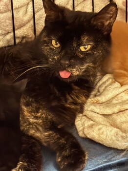 Rescue Tortoiseshell Cats for Adoption in San Jose, California - Catfish | PetCurious