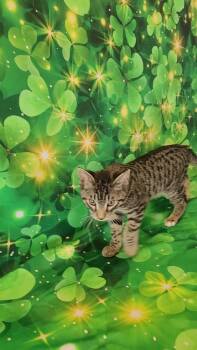 Tabby and Domestic Short Hair Cats Available for Adoption - TOMMY LEE (Motley Crue) | PetCurious