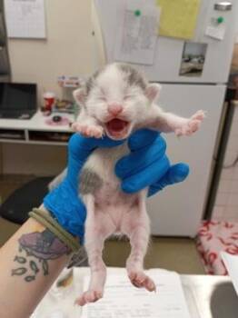 Yankee -  Domestic Short Hair Cat for Adoption in Palm Coast, Florida - Yankee | PetCurious