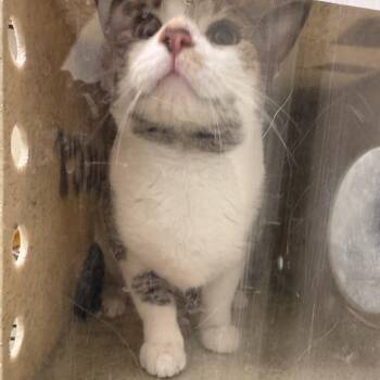 Domestic Short Hair Cats Available for Adoption - California | PetCurious