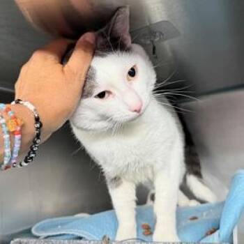 Kiko -  Domestic Short Hair Cat for Adoption in New York, New York - Kiko | PetCurious