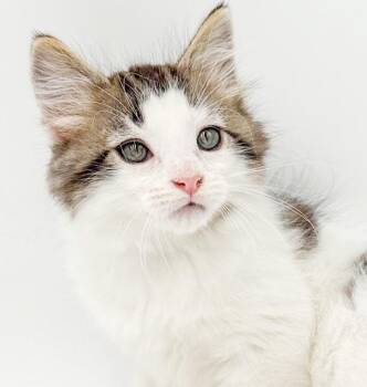 Pip pip hooray - Pip is so poofy -  Maine Coon and Turkish Van Cat for Adoption in Bedford Hills, New York - Pip Pip Hooray - Pip Is So Poofy | PetCurious