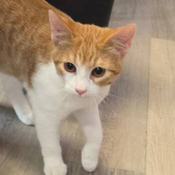 Chickie -  Domestic Short Hair Cat for Adoption in Grinnell, Iowa - Chickie | PetCurious