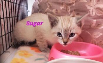 Sugar -  Domestic Short Hair Cat for Adoption in Diamond Springs, California - Sugar | PetCurious
