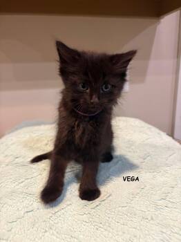 Vega -  Domestic Medium Hair Cat for Adoption in Buford, Georgia - Vega | PetCurious