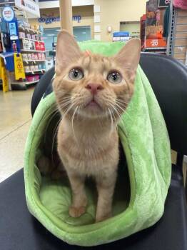 Ranger -  Domestic Short Hair Cat for Adoption in Port Barrington, Illinois - Ranger | PetCurious