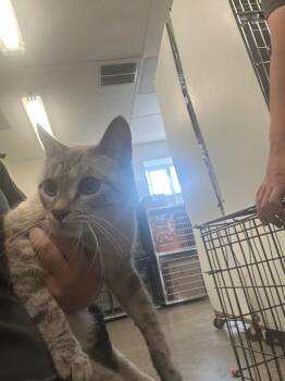 Donna -  Domestic Short Hair Cat for Adoption in Rock Springs, Wyoming - Donna | PetCurious