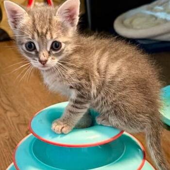 Sharpie -  Domestic Short Hair Cat for Adoption in Wichita, Kansas - Sharpie | PetCurious
