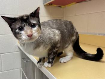 BARN TINA -  Domestic Short Hair Cat for Adoption in Colorado Springs, Colorado - BARN TINA | PetCurious
