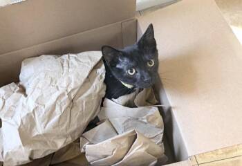 Wednesday -  Domestic Short Hair Cat for Adoption in Philadelphia, Pennsylvania - Wednesday | PetCurious