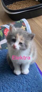 Calico Cats Available for Adoption in New Bern, North Carolina - ELEKTRA | PetCurious