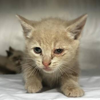 Ointment -  Domestic Short Hair Cat Available for Adoption in Chattanooga, Tennessee - Ointment | PetCurious