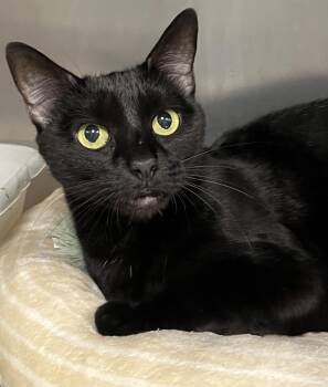 Josephina -  Domestic Short Hair Cat for Adoption in Johnston, Rhode Island - Josephina | PetCurious